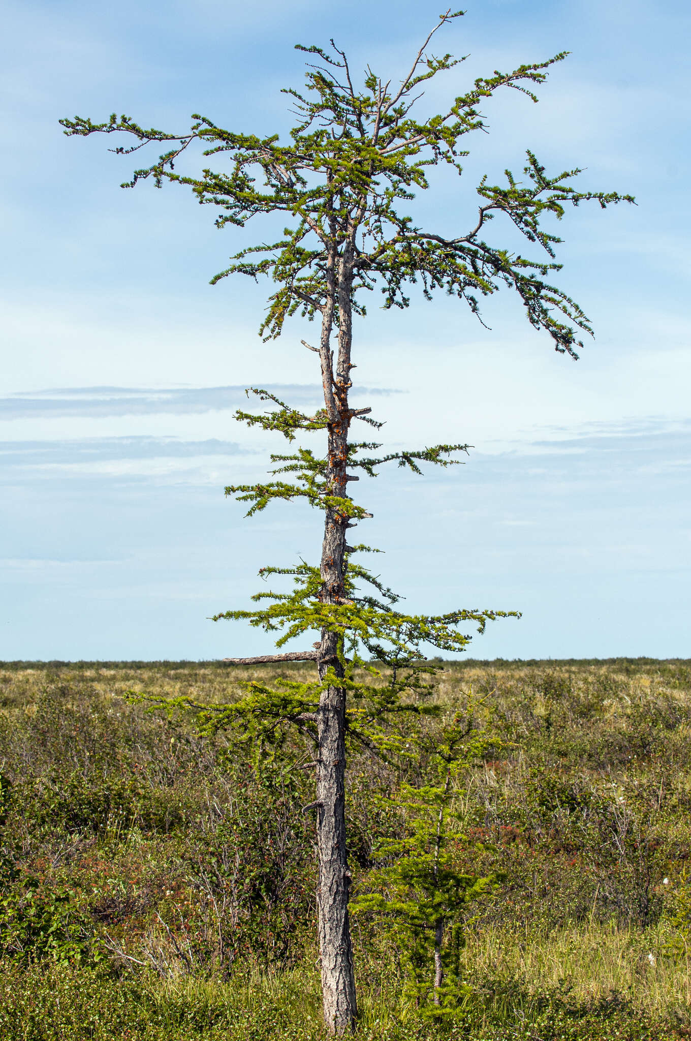 Image of Larix gmelinii var. gmelinii