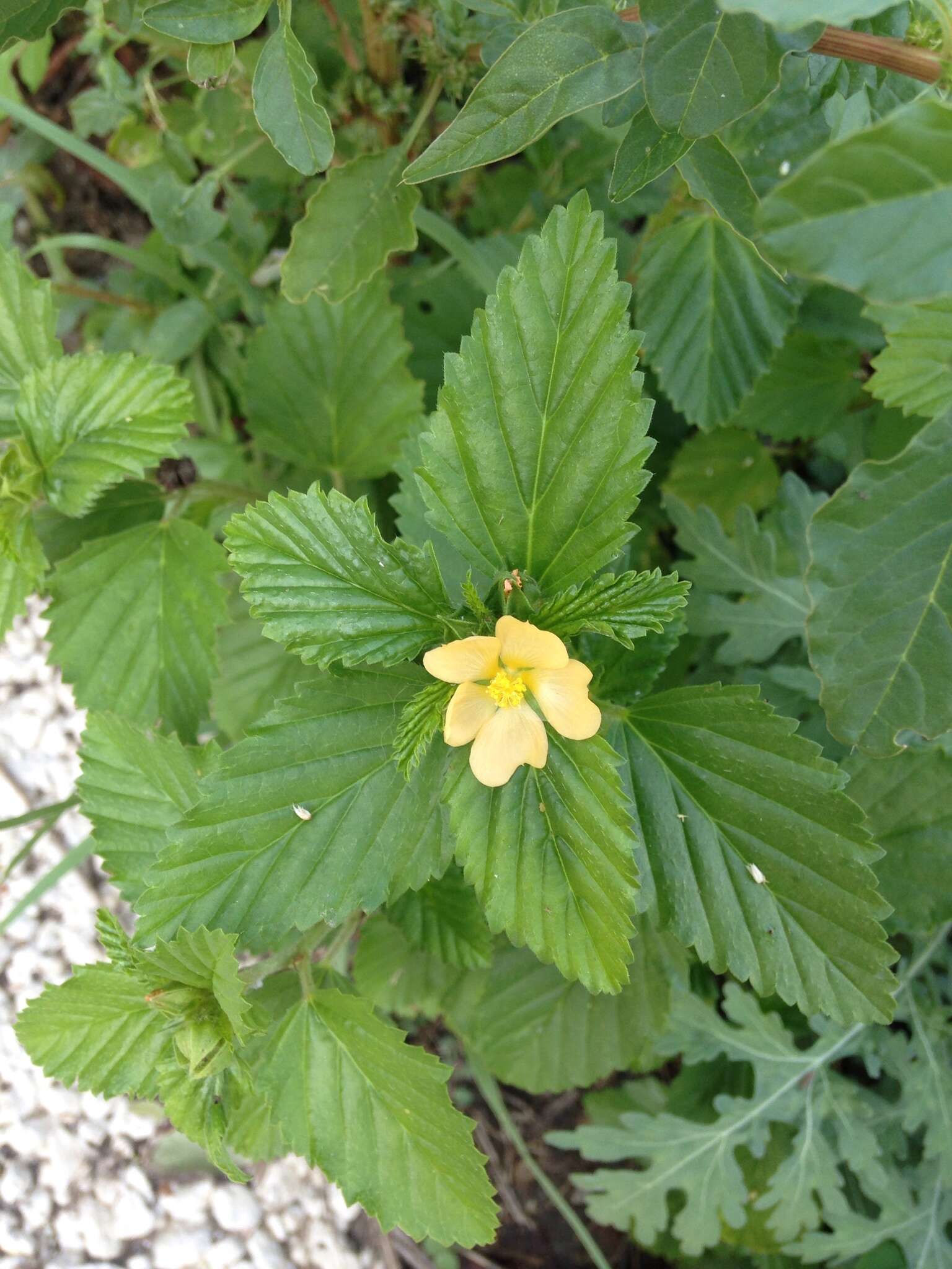 Слика од Malvastrum coromandelianum (L.) Garcke