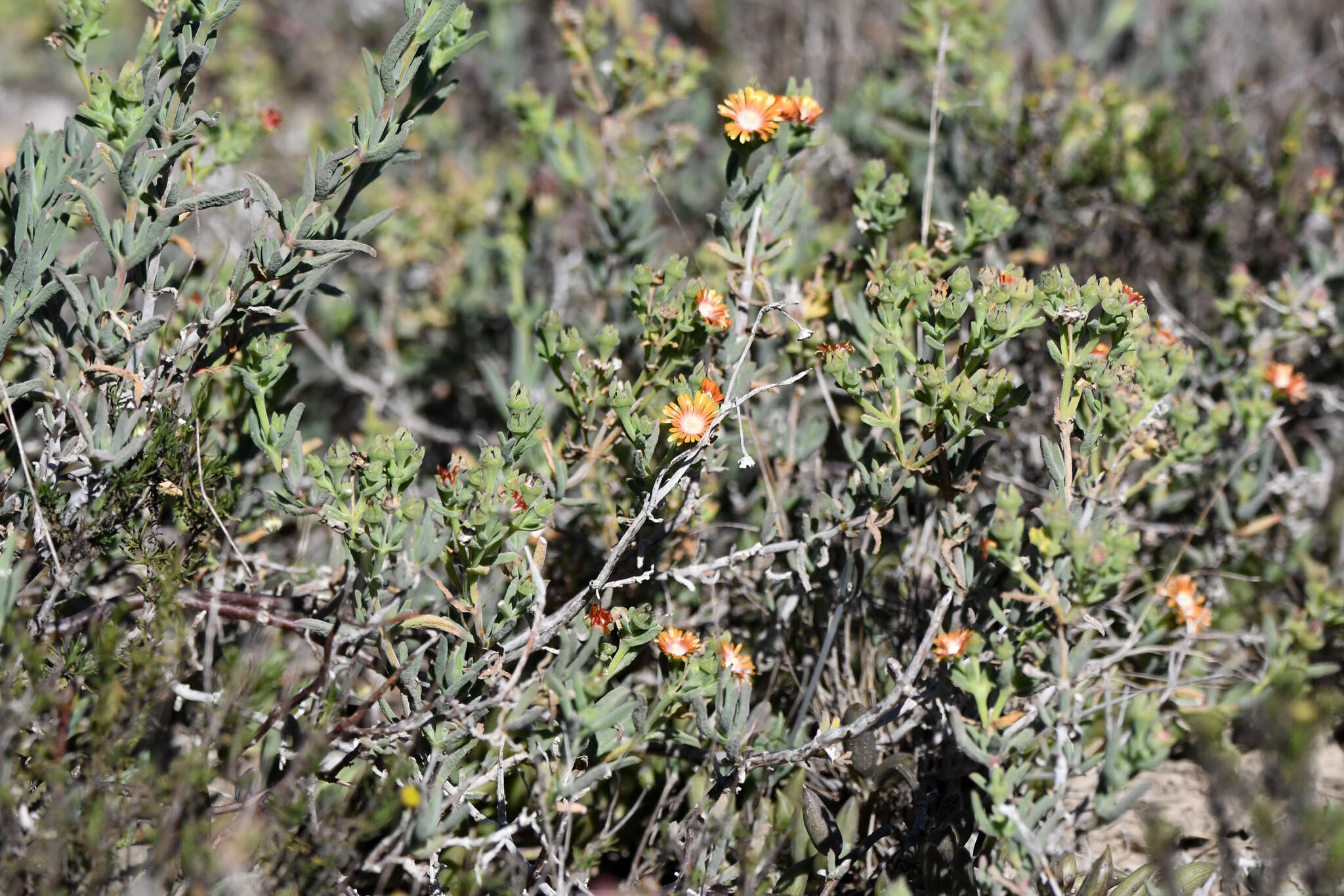 Imagem de Delosperma testaceum (Haw.) Schwant.