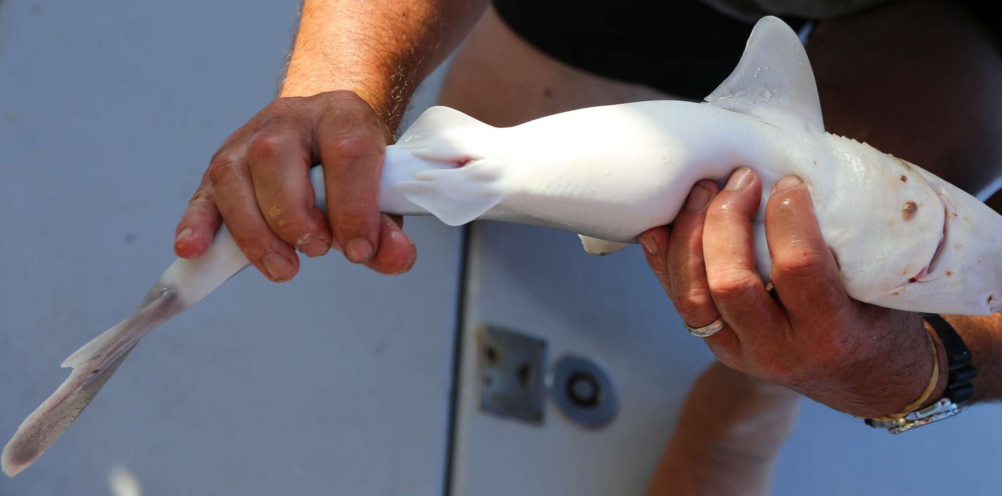 Image of Green-eyed dogfish