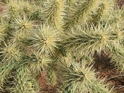 Image of jumping cholla