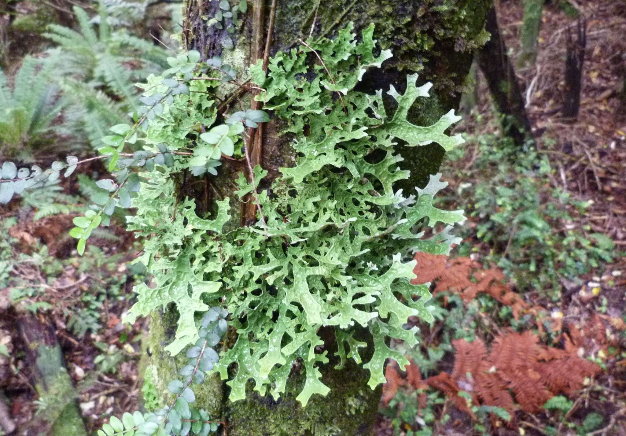 Image of Pseudocyphellaria billardierei (Delise) Räsänen