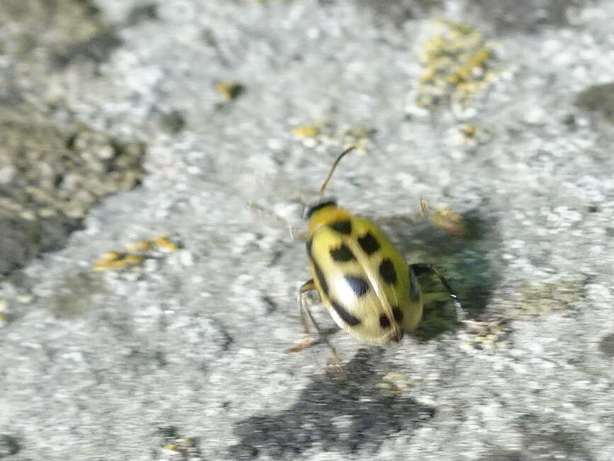 Sivun Cerotoma trifurcata (Forster 1771) kuva