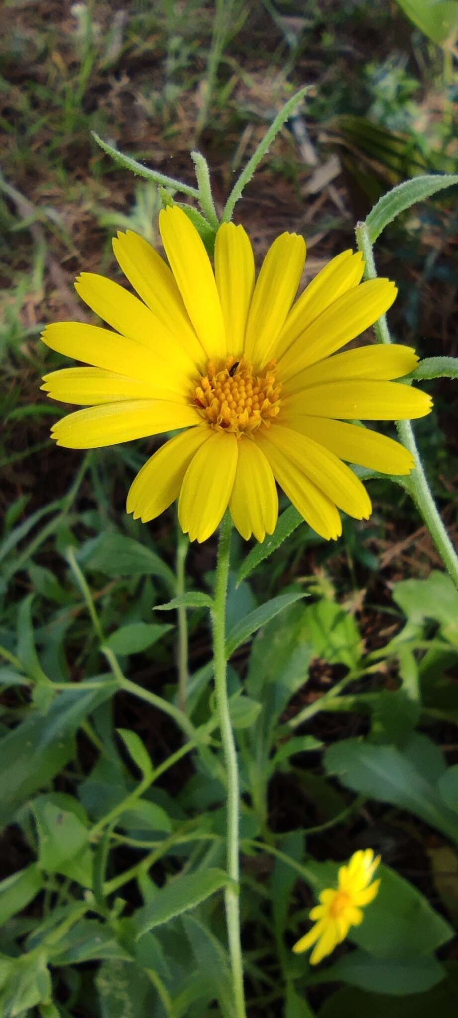 Image of Calendula suffruticosa Vahl