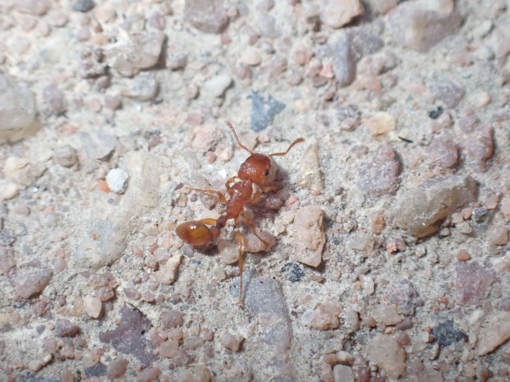 Image of Tetramorium notiale Bolton 1980