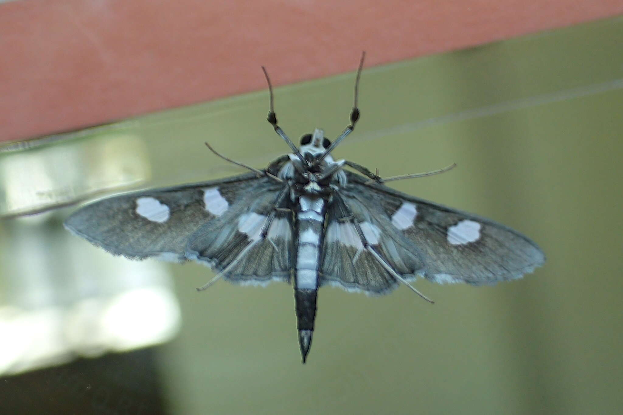 Imagem de Desmia funeralis Hübner