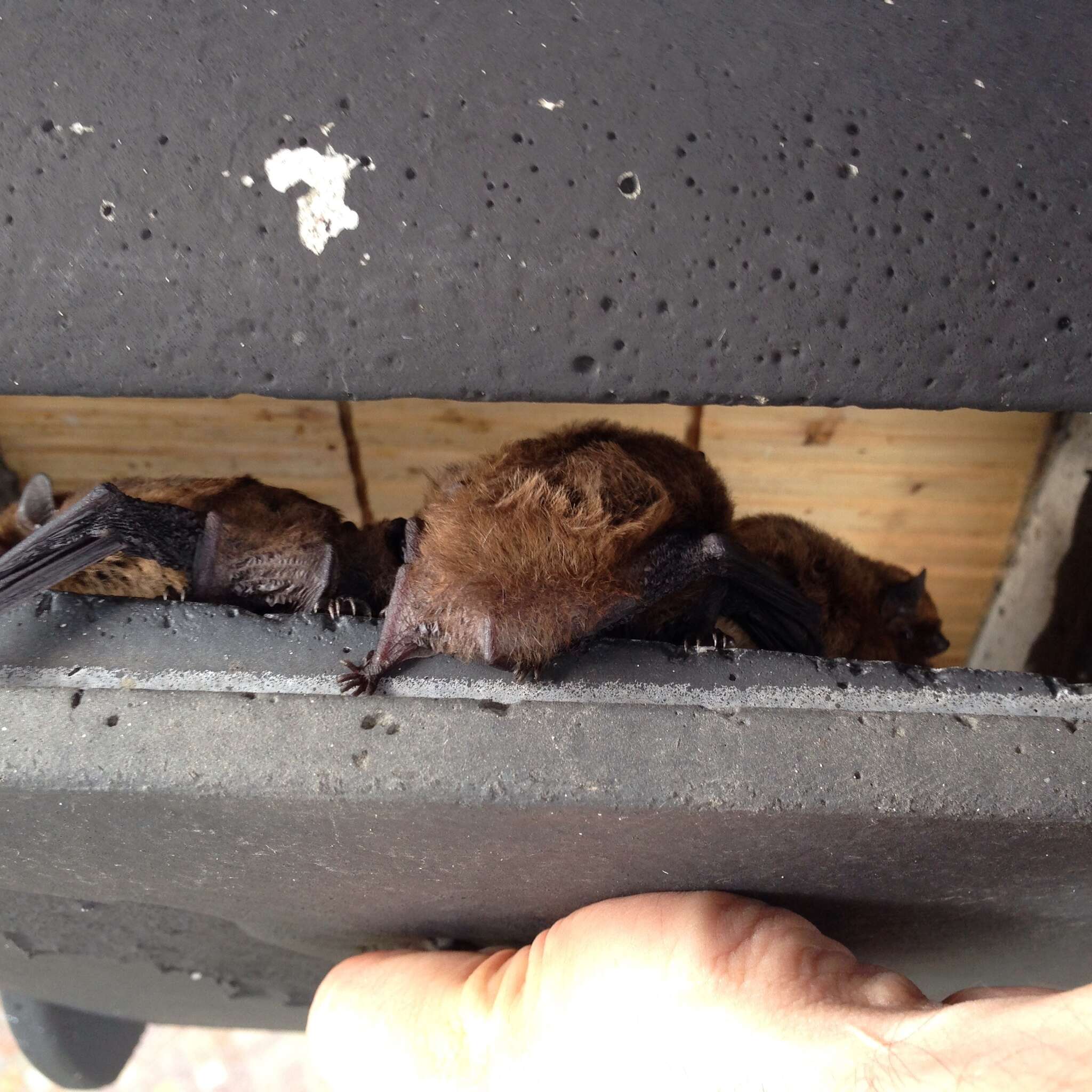 Image of Nathusius' Pipistrelle