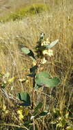 Imagem de Symphoricarpos occidentalis Hook.