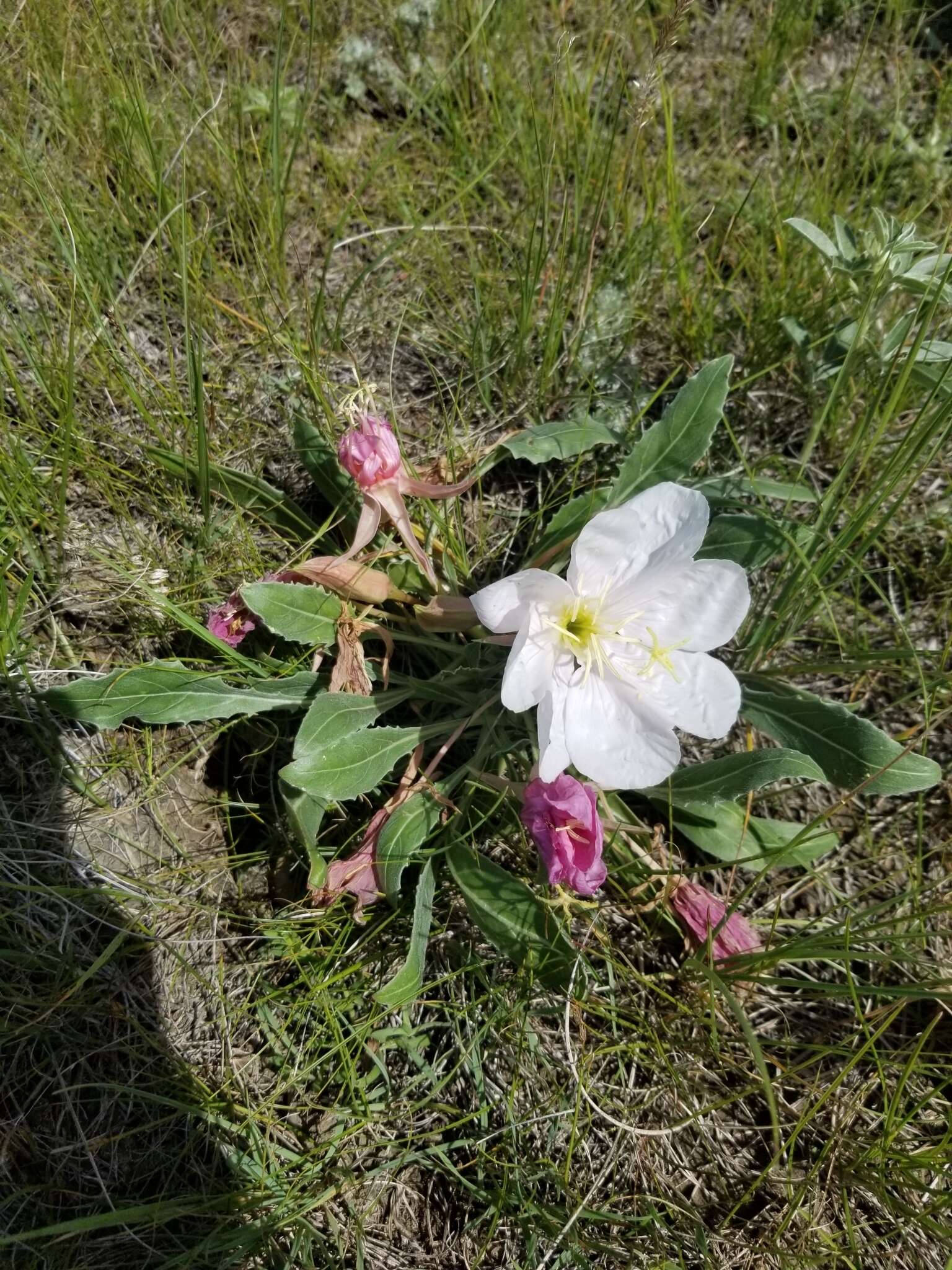 Image of Oenothera cespitosa subsp. cespitosa