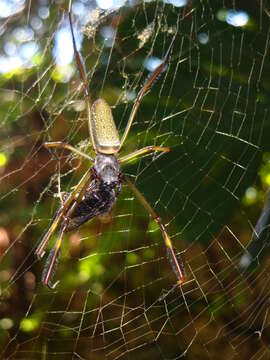 صورة Trichonephila clavipes (Linnaeus 1767)