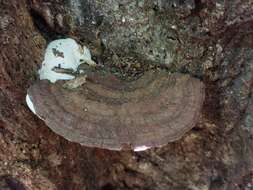 Image of Ganoderma lobatum (Cooke) G. F. Atk. 1908