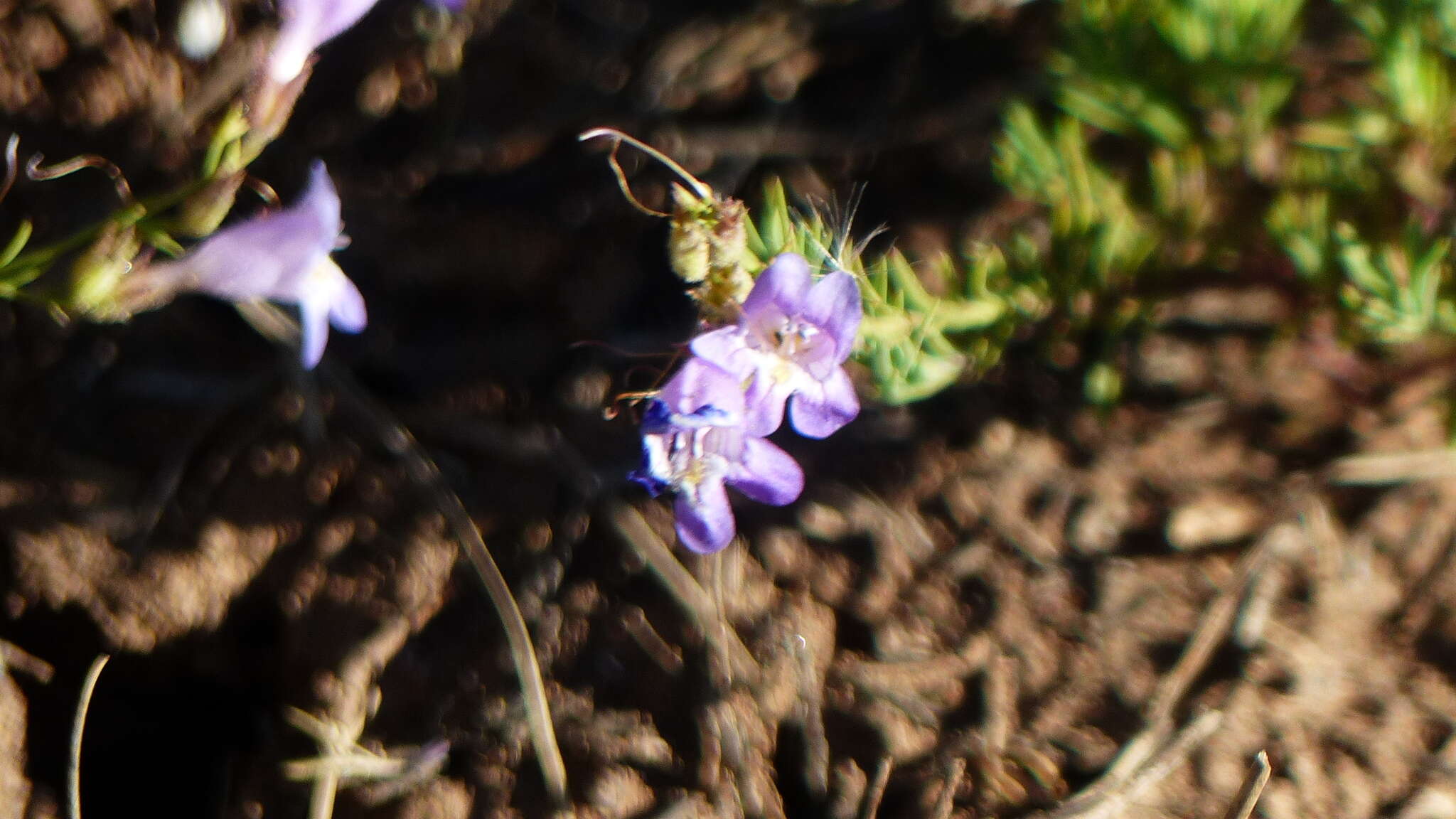 Plancia ëd Penstemon linarioides A. Gray