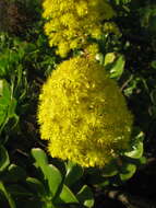 Image of Aeonium arboreum subsp. arboreum