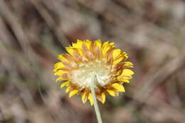 Image of Leucochrysum albicans subsp. albicans