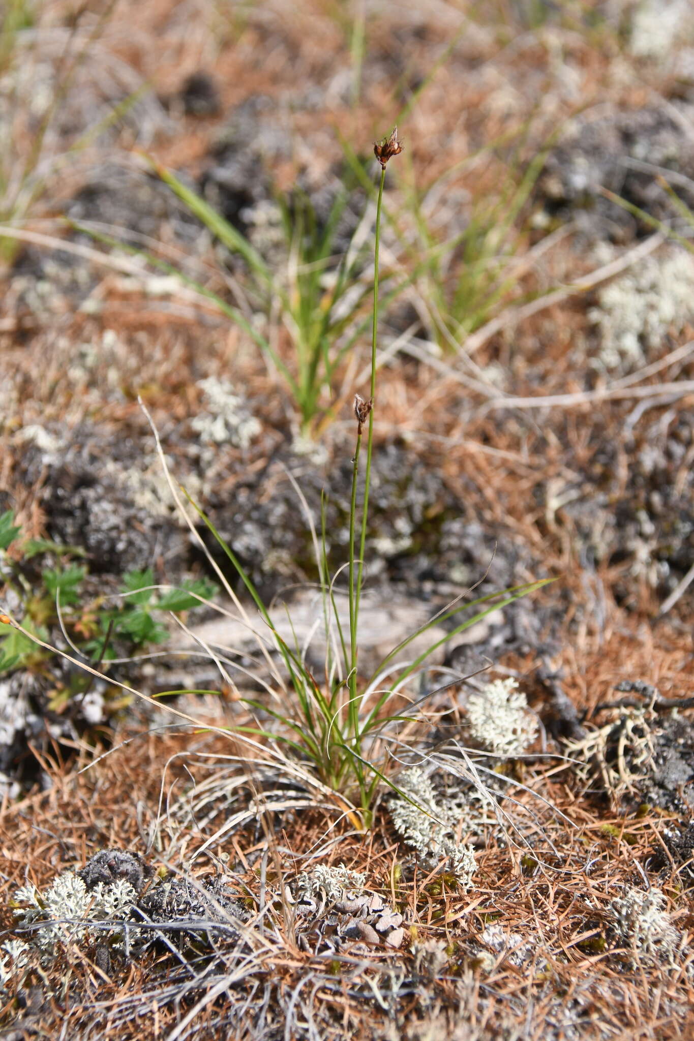 Image of weak arctic sedge