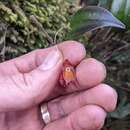 Lepanthes wendlandii Rchb. fil.的圖片