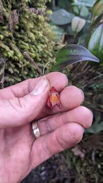 Lepanthes wendlandii Rchb. fil.的圖片