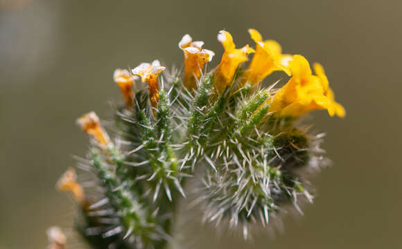 Image of Amsinckia calycina (Moris) Chater