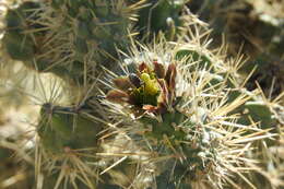 Image of Cylindropuntia alcahes var. alcahes