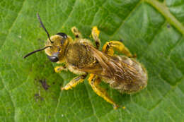 Image of Golden Furrow Bee