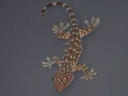 Imagem de Gekko gecko (Linnaeus 1758)