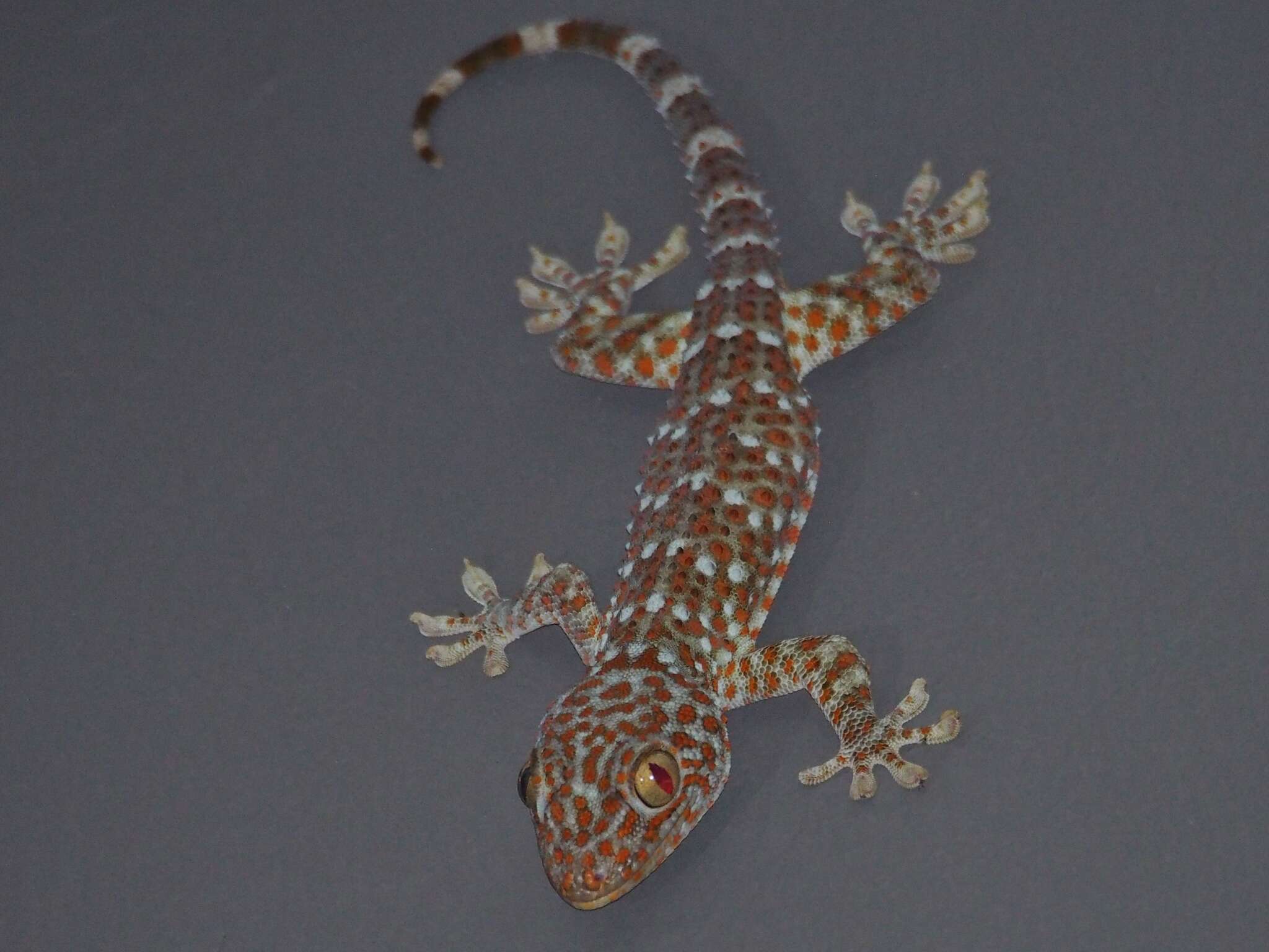 Imagem de Gekko gecko (Linnaeus 1758)