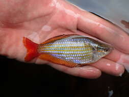 Image of Australian rainbowfish