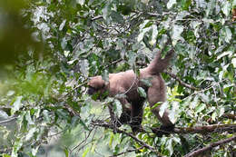 Image of Colombian Woolly Monkey