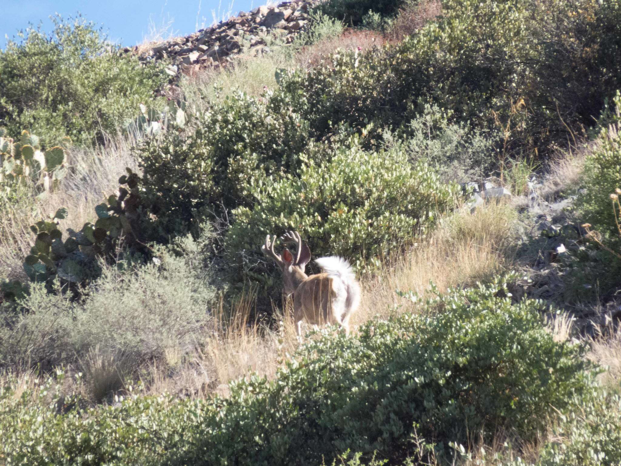 Image of Odocoileus virginianus couesi (Coues & Yarrow 1875)