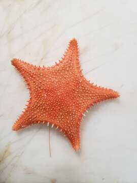 Image of Arctic cushion star