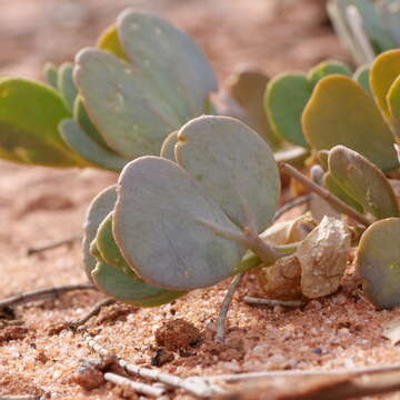 Image of Roepera glauca (F. Müll.) Beier & Thulin