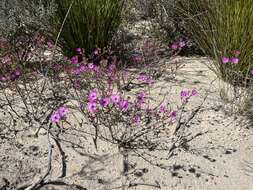 Image of Ruschiella henricii (L. Bol.) Klak