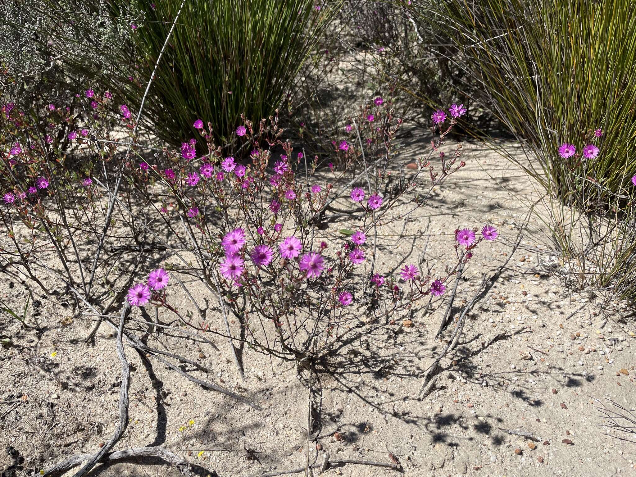 Image of Ruschiella henricii (L. Bol.) Klak