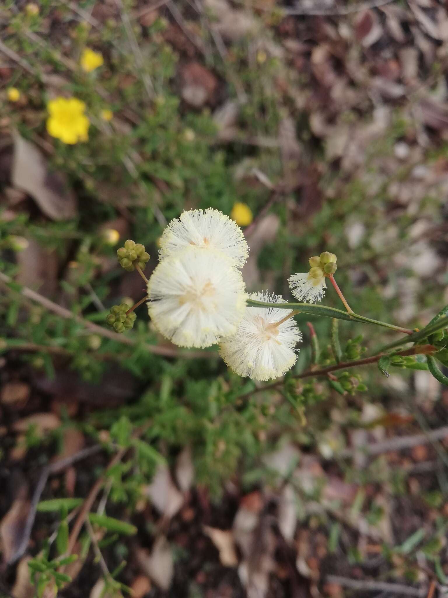 Plancia ëd Acacia willdenowiana H. L. Wendl.