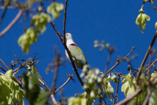 Image of Many-colored Fruit Dove