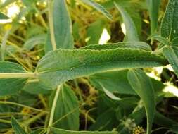 Image of Phlomis herba-venti L.