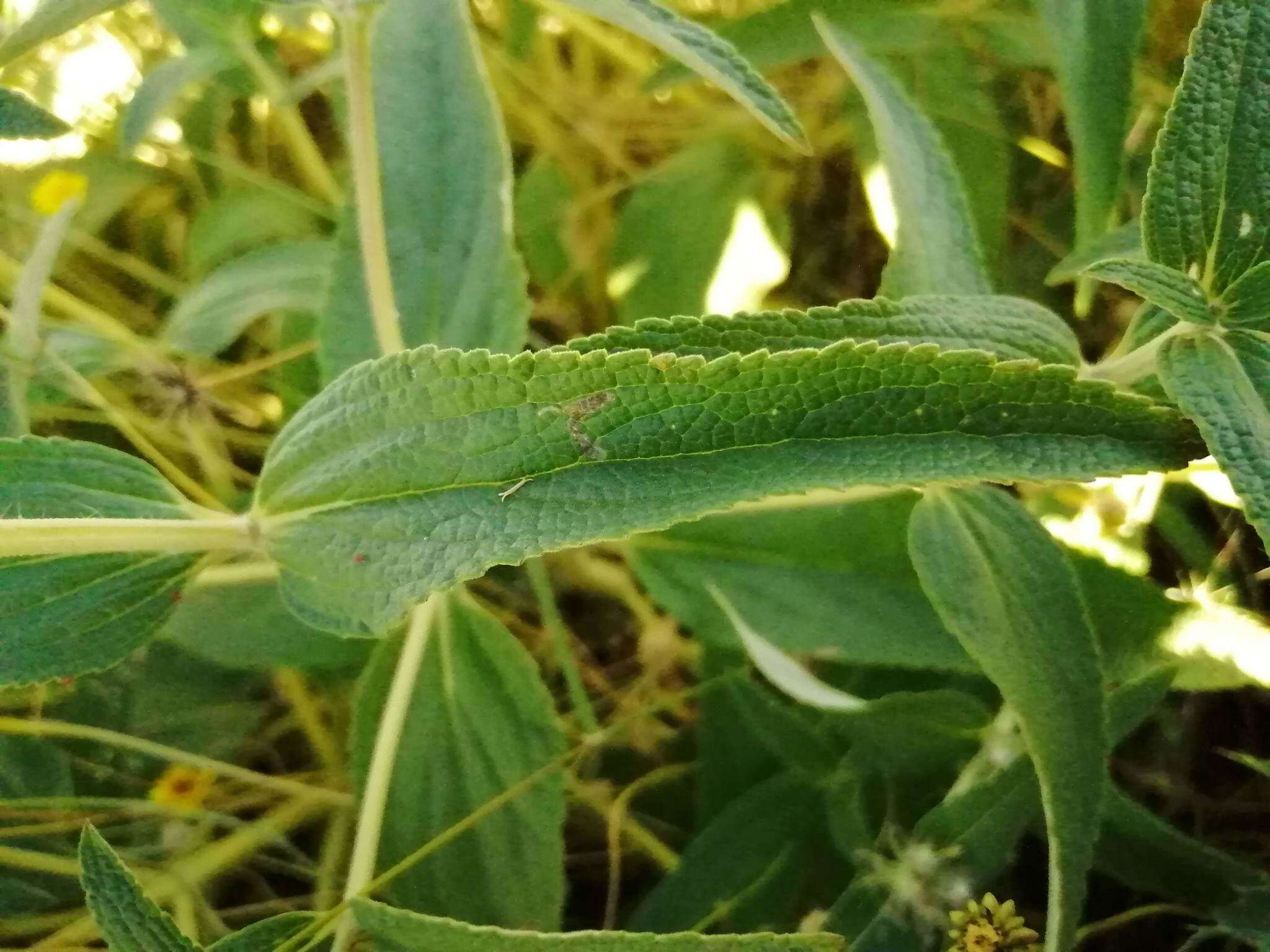 Image of Phlomis herba-venti L.