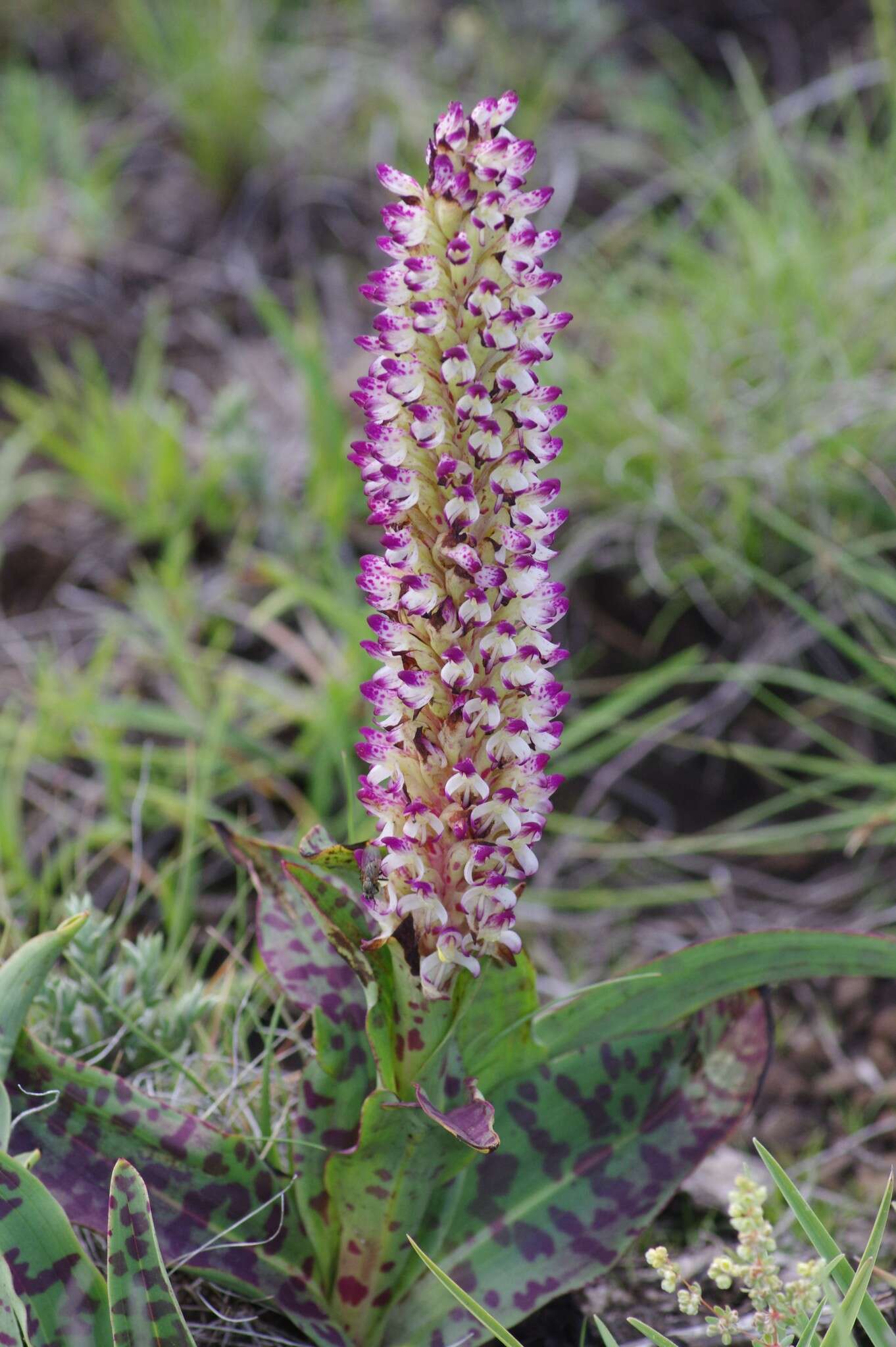 Image of Disa fragrans Schltr.