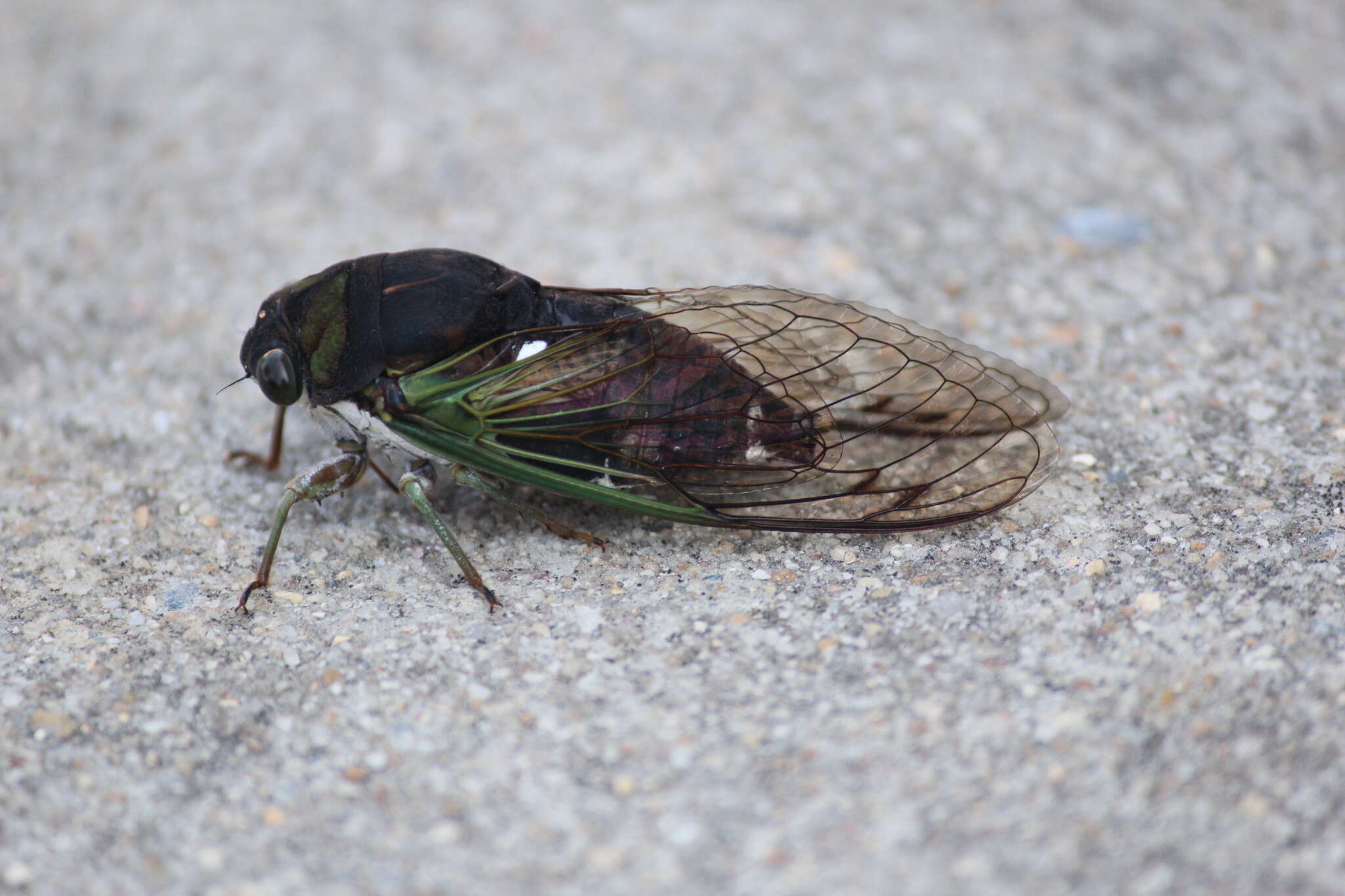 Image of Neotibicen tibicen (Linnaeus 1758)