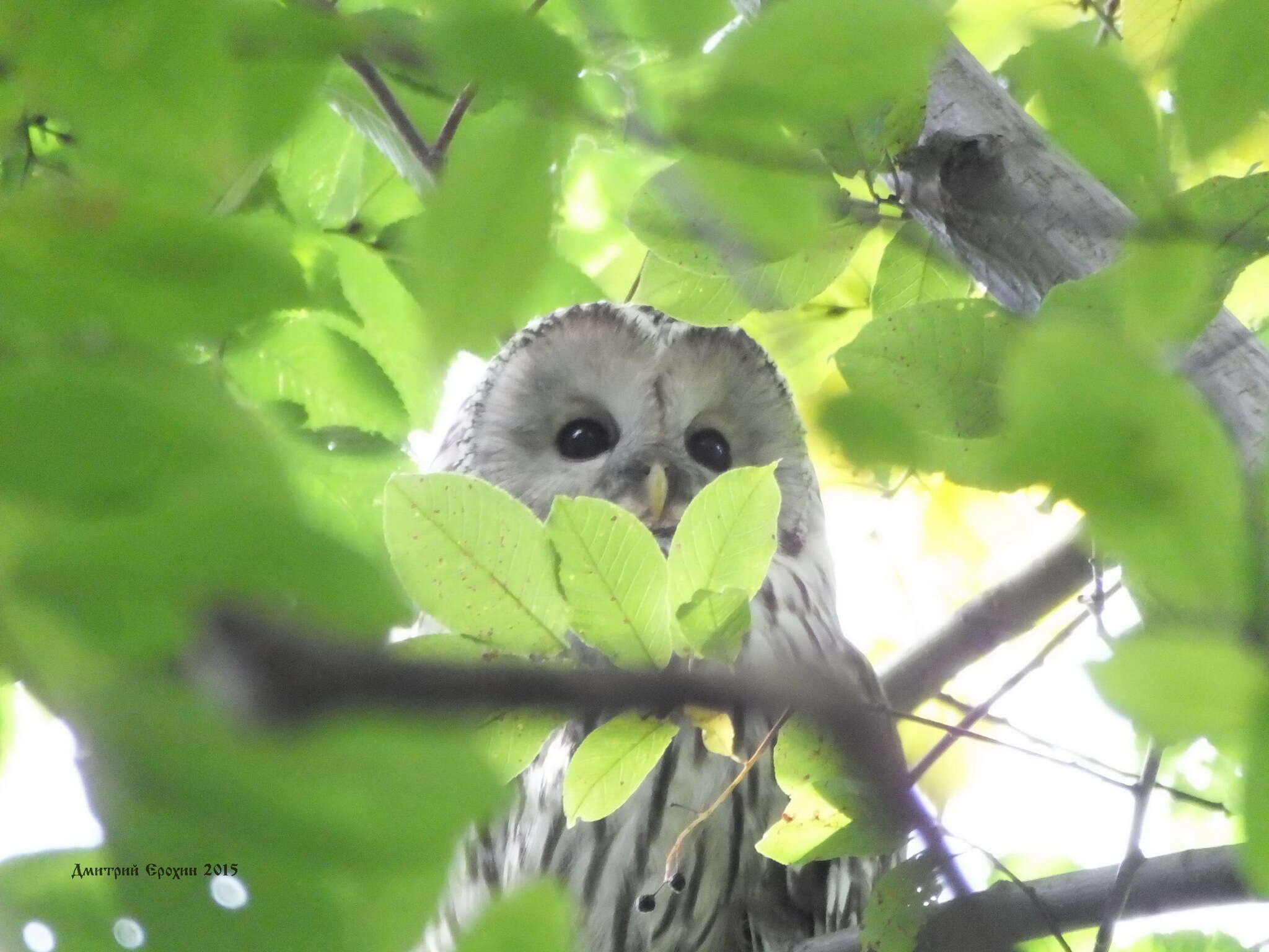 Image of Ural Owl