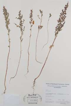 Image of pitseed goosefoot