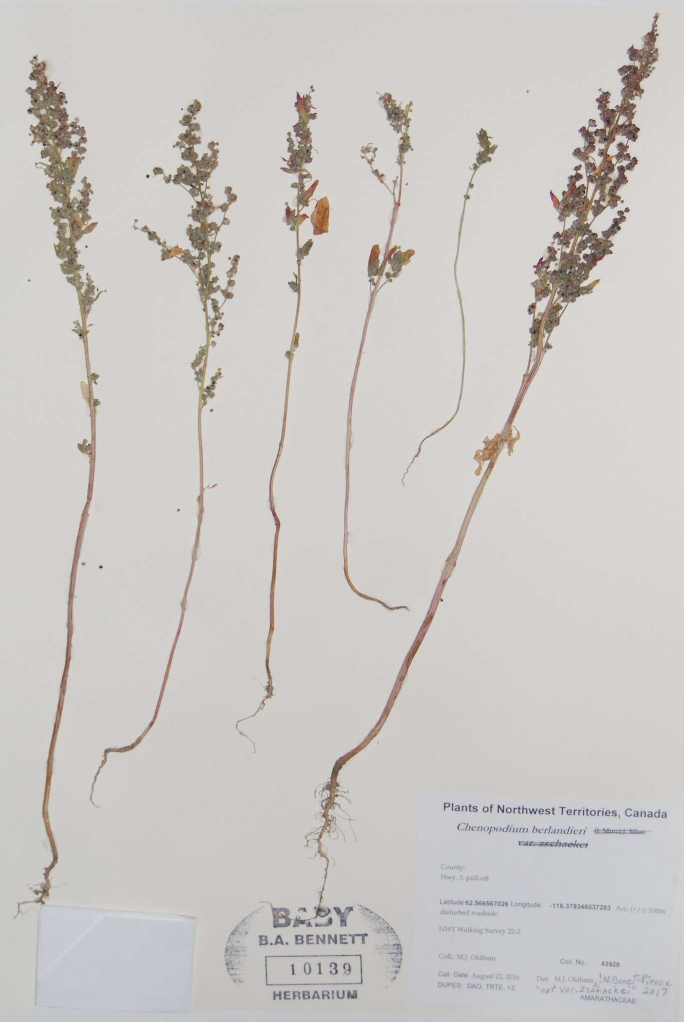 Plancia ëd Chenopodium berlandieri Moq.