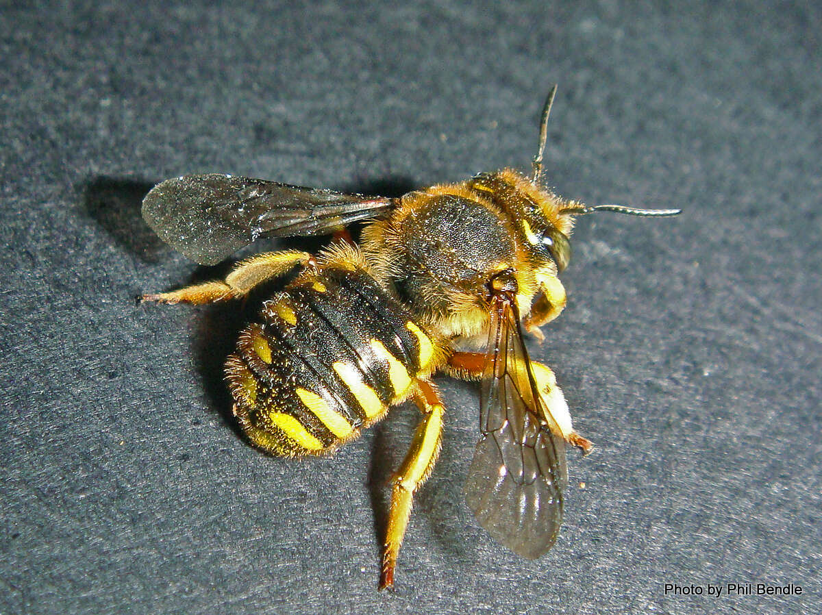 صورة Anthidium manicatum (Linnaeus 1758)