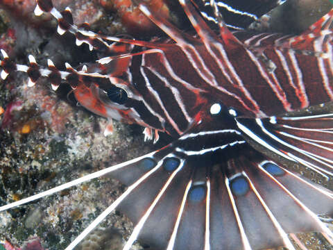 Image of Broadbarred firefish