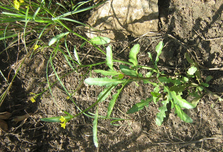 Image of Rorippa fluviatilis (E. Mey. ex Sond.) Thell.