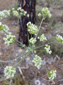 Image of Thapsia gummifera (Desf.) Spreng.