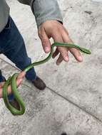 Image of Mexican Parrot Snake