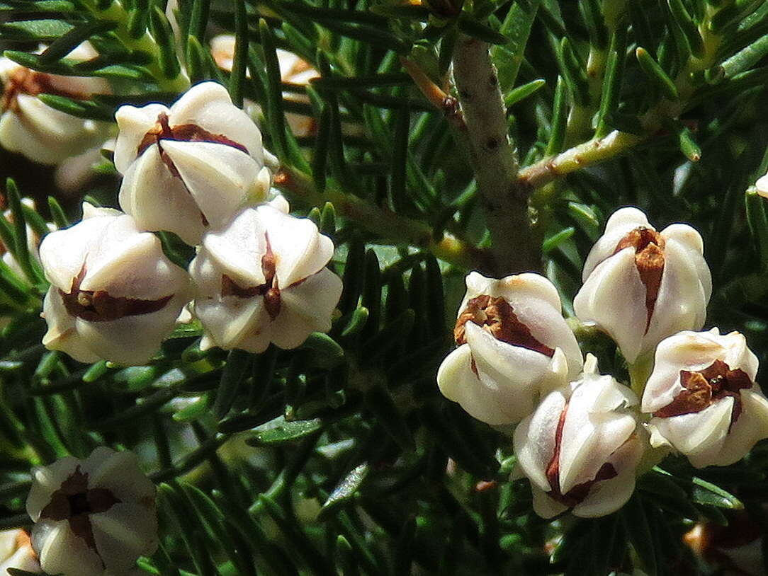 Image of Erica triflora L.