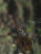 Image of Parasteatoda cingulata (Zhu 1998)