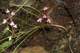 صورة Disa oreophila subsp. oreophila